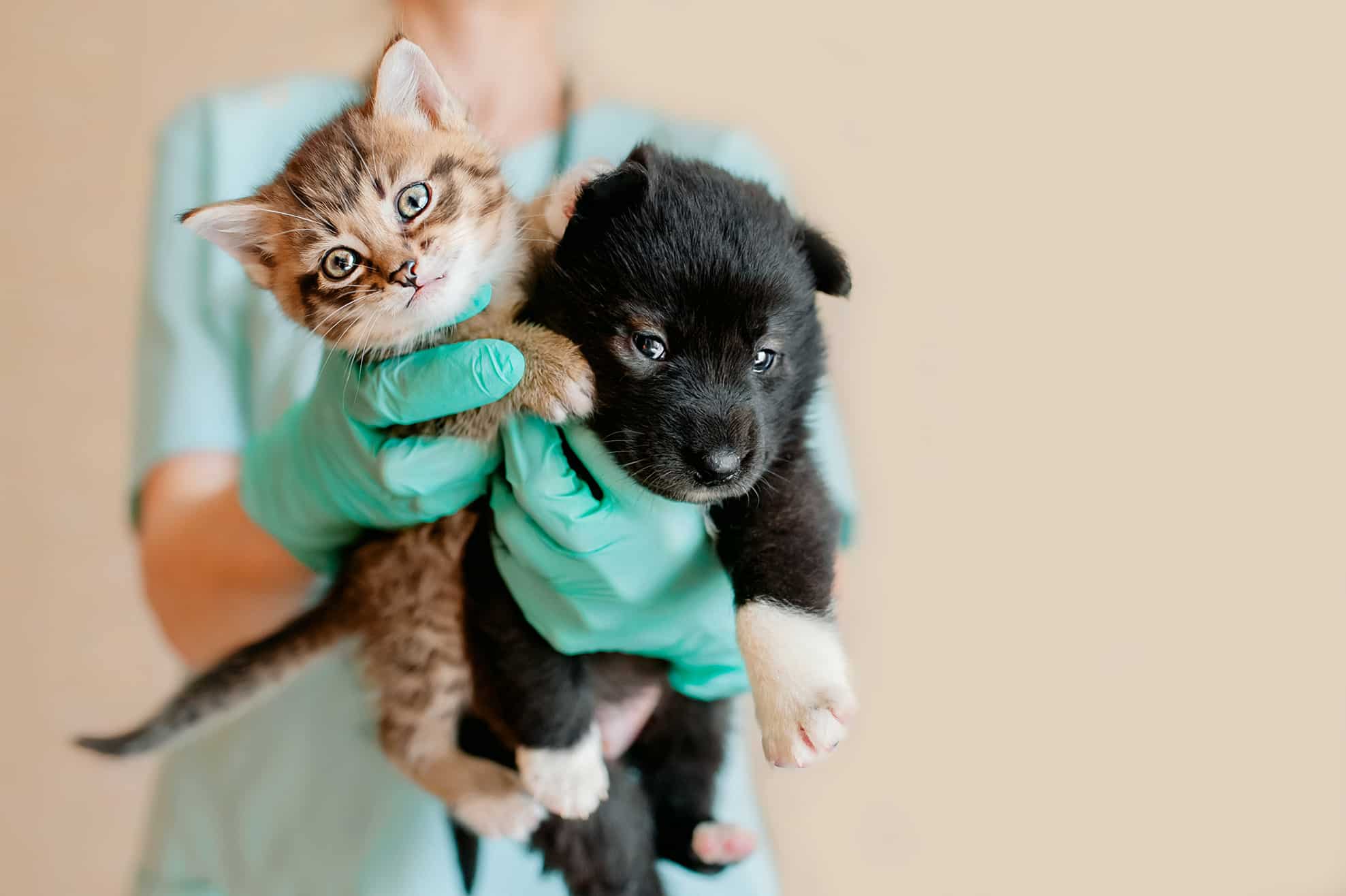 veterinarian holding puppy and kitten - South Huntsville Veterinary Hospital