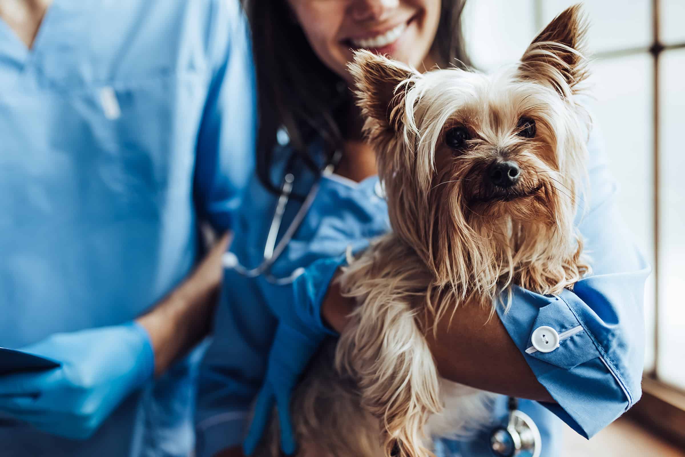 Vet that can manage and support animals with disease