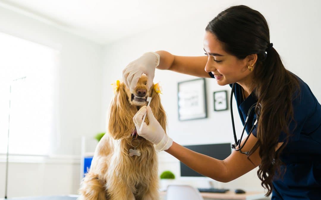 How Improved Dental Health Can Enhance Your Pet’s Quality Of Life
