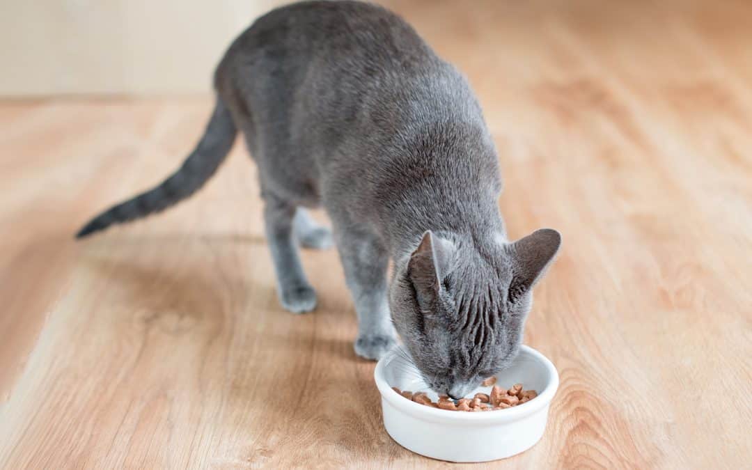 How to Find The Right Diet For Your Pet’s Age And Breed