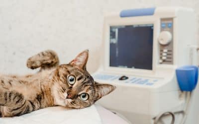 The Difference Between Veterinary Preventive And Diagnostic Care?