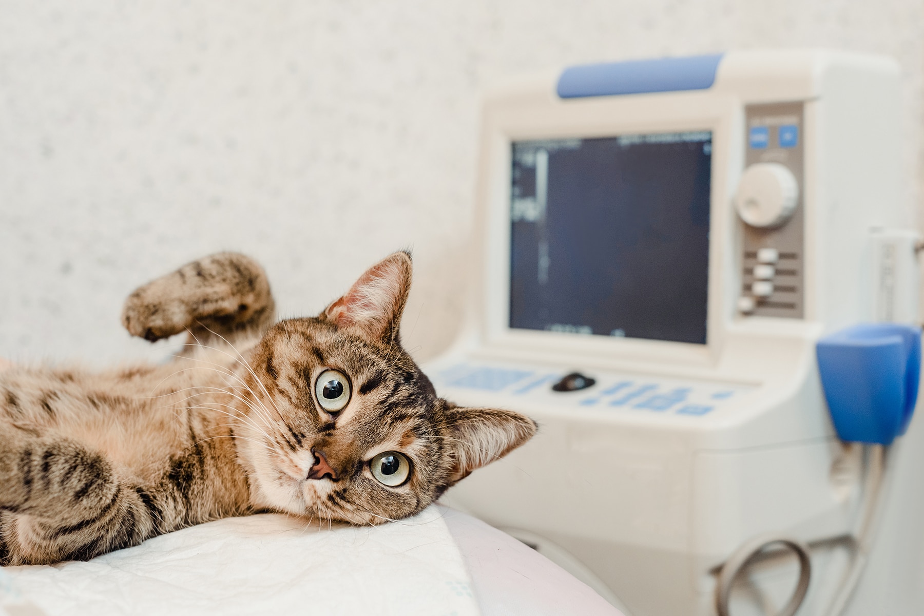 Cat getting diagnostice veterinary care in Huntsville, AL