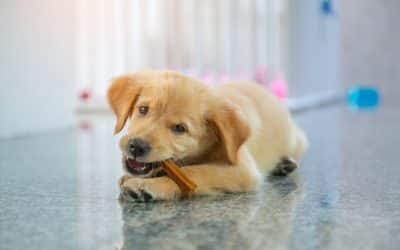 Why Is Dental Health Crucial For Your Pet’s Well-Being?