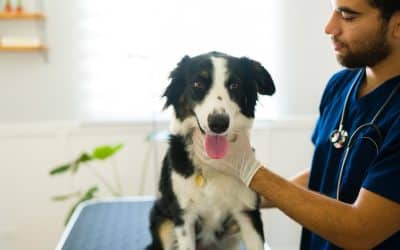 The Importance of Regular Wellness Check-Ups for Pets