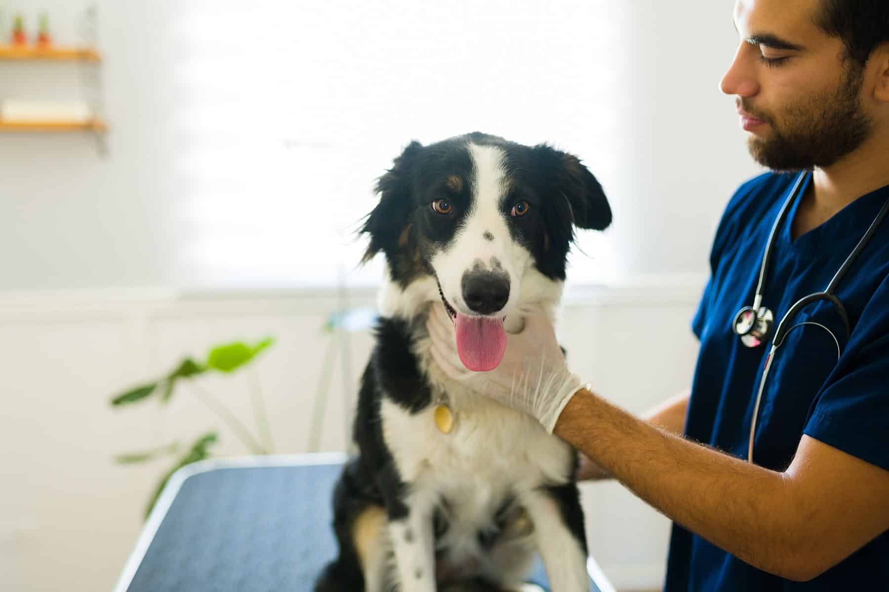 Dog at a Wellness checkup in Huntsville, AL