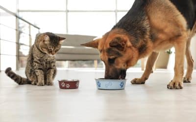 Understanding Food Allergies and Sensitivities in Pets