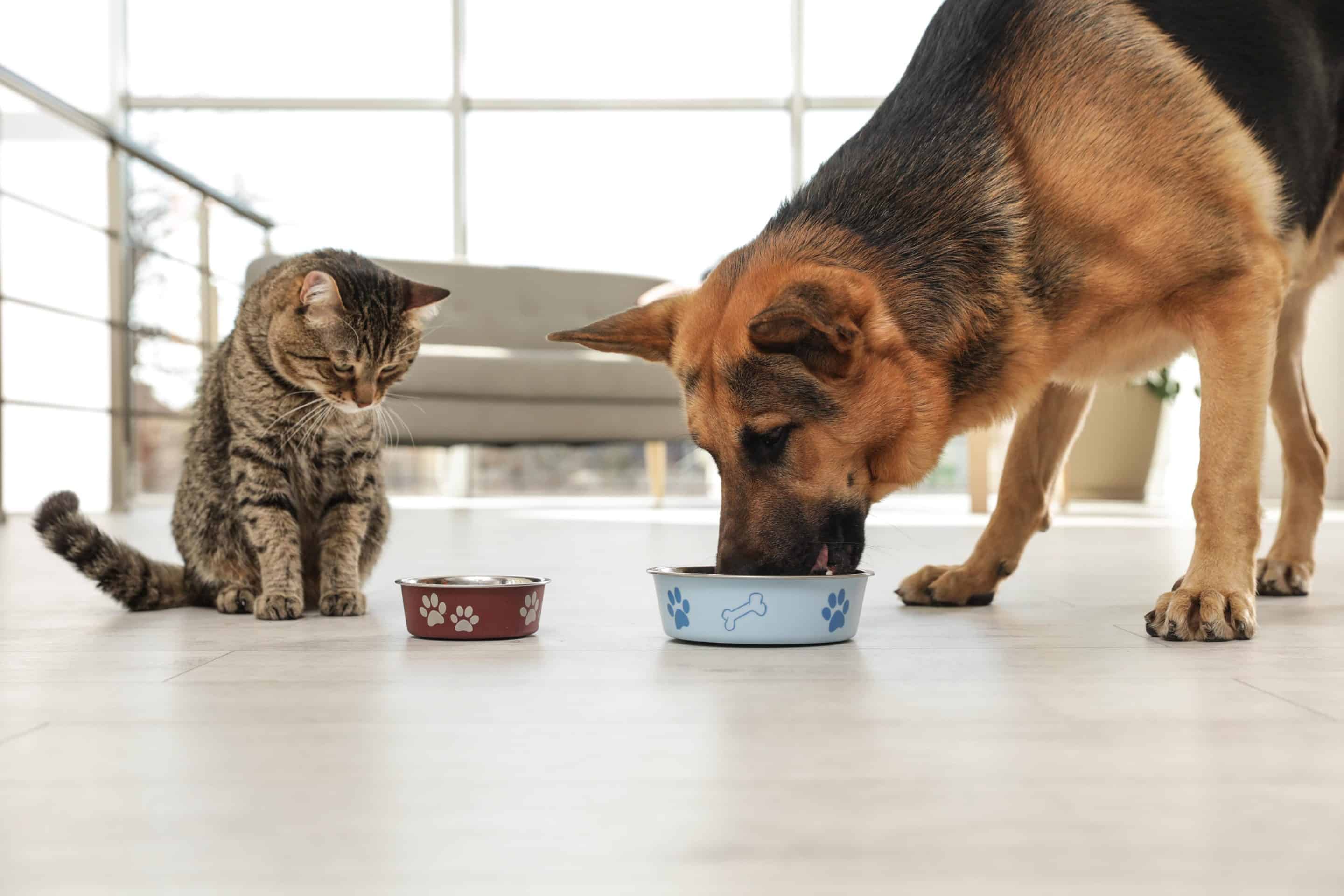 Cat and dog eating in huntsville AL