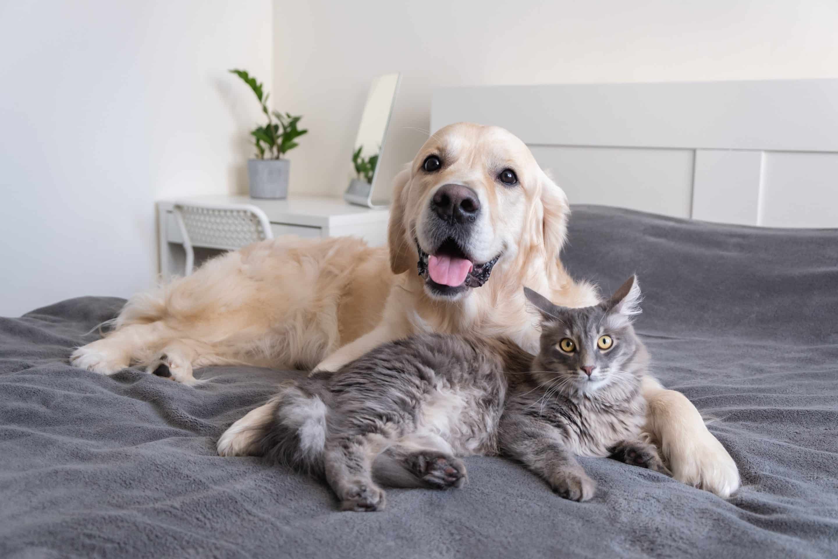 A cat and dog sitting on the bed after a mobile vet appointment in Huntsville AL