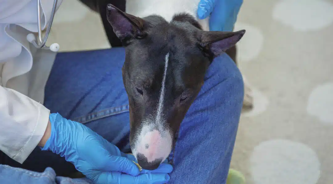 Desktop Home Veterinary Care Right At Your Door